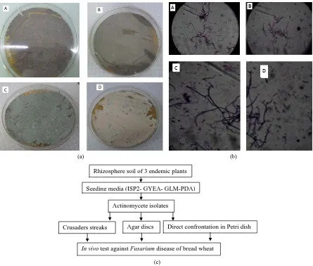 Figure 2. (a) Macro-morphological observations of actinomycetes isolates in ISP2 medium: A = D5 isolate, B = Ast1 isolate, C = Da8 isolate and D = D2 isolate; (b) Micro-morphological observations of actinomycetes isolates in ISP2 medium: A =Da8 isolate, B 