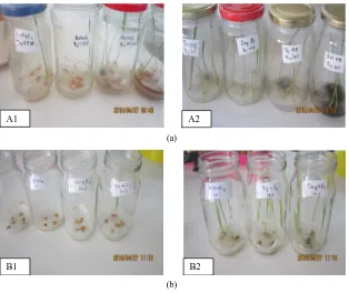 Figure 4. Actinomycetes isolates effects on chlorophyll content within F. colmorum on treated seeds by fungicide