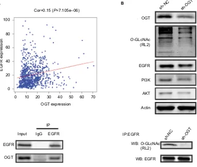 Figure 4 OgT suppression downregulates egFR.Notes: (A) Correlation between OgT expression and egFR in TCga datasets