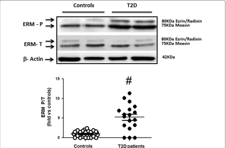 Fig. 2  Increased ROCK activation in PBMCs assessed by ERM phosphorylation in T2D patients (Western blot)