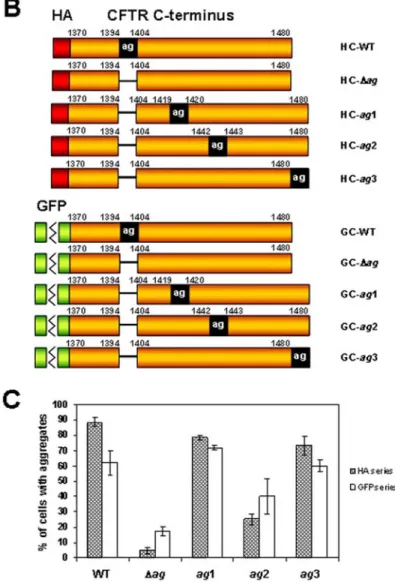 Fig. 1. The effect of the position of the ag region on the aggregation rate of CFTR-derived  C-terminal peptides