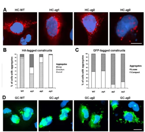 Fig. 2. The morphology and localization of aggregates formed by modified CFTR-derived  peptides