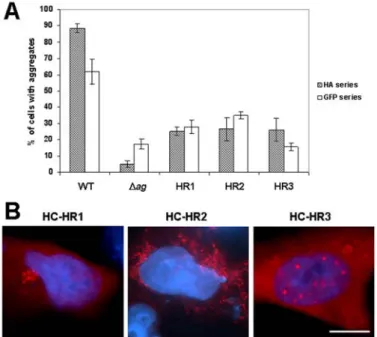 Fig. 3. The influence of the HR motif on the aggregation of CFTR-derived peptides.   A – The aggregation rates of different CFTR C-terminal peptides, modified by insertion of  the HR motif, in transiently transfected IB3-1 cells