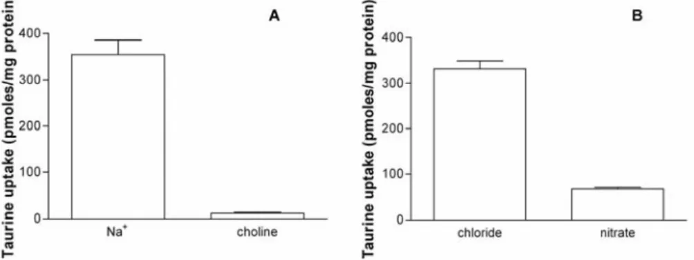 Fig. 1. The influence of Na +  and Cl -  on taurine uptake by MCF-7 cells. A – The effect of  replacing extracellular Na +  on taurine uptake by MCF-7 cells