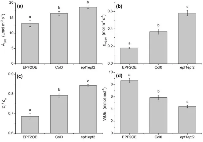Figure 2.  Higher instantaneous WUE in EPF2OE under typical high-light 