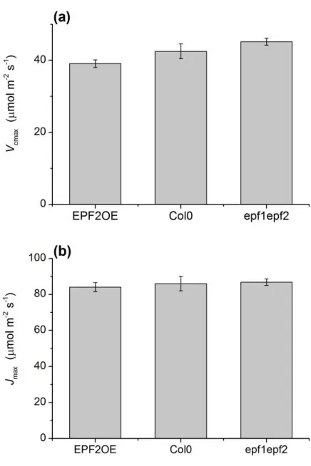 Figure 4.  No significant differences in photosynthetic potential.  (a), maximum 
