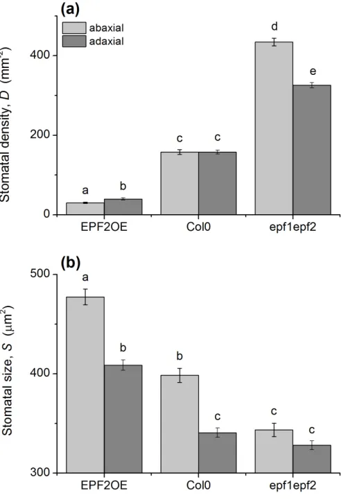 Figure 5.  Altered stomatal density (a) and size (b) in EPF2OE and epf1epf2 