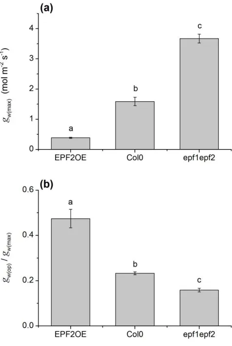 Figure 6.  Lower maximum stomatal conductance in EPF2OE.  (a) Maximum 