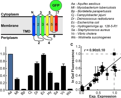 Figure 2.1: Variation in the Expression of TatC Homologs in  E. coli. (A) A topology representation of TatC with a GFP C-terminal tag, as used in the expression studies