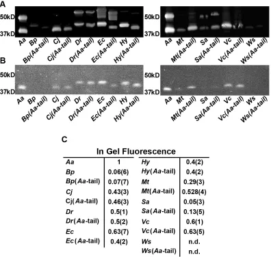 Figure 2.2: Validation of Expression of TatC Variants in  E. coli. (A) Anti-GFP western blot results for TatC homologs and the corresponding Aa-tail swap chimeras