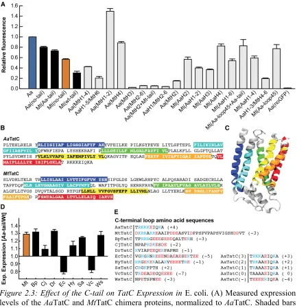 Figure 2.3: Effect of the C-tail on TatC Expression in  E. coli. (A) Measured expression 