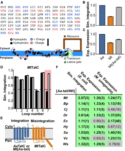 Figure 2.5: Calculation of TatC Integration Efficiencies.  (A) Schematic illustration of the CG simulation model that is used to model co-translational IMP membrane integration
