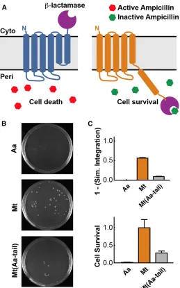 Figure 2.6: Correlation of Antibiotic Resistance to Membrane Topology.  (A) Schematic of the cytoplasmic and periplasmic topologies of the TatC C-tail with the fused β-lactamase enzyme