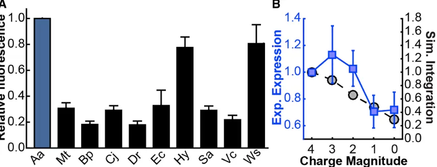 Figure 2.8:  M. smegmatis Expression Tests. (A) Expression levels of various TatC homologs in M