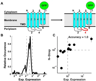 Figure 3.1: TatC Loop-Swap Chimeras Demonstrate a Range of Expression Outcomes.  (A) A schematic of a wild-type (left) and loop-swap chimera (right) for the TatC IMP sequence with a C-terminal GFP tag