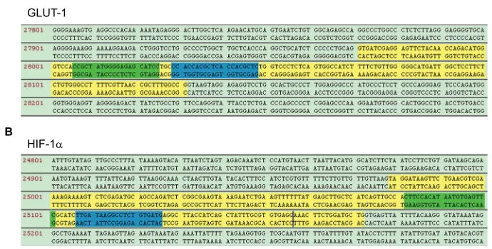 Figure 1 sgRNAs design of HIF-1Notes: were designed to specially identify exon 2 of the HIF-1Abbreviations:α and GLUT-1 genomic region.(A) GLUT-1 sgRNAs were designed to specially identify exon 3 of the GLUT-1 genomic region