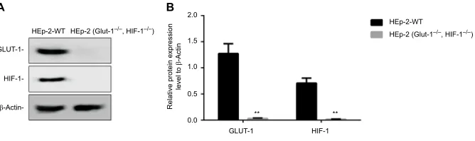 Figure 2 Mutation sequence of GLUT-1 in positive cells.Notes: (A) Schematic diagram of the GLUT-1 sgRNAs generated via the CRISPR/Cas9 system