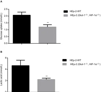 Figure 7 Effects of HIF-1α and GLUT-1 double gene knockout on glucose uptake and lactic acid generation of HEp-2 cells.Notes: There was a significantly reduced glucose uptake (A) and lactic acid generation (B) after HIF-1α and GLUT-1 double gene knockout c