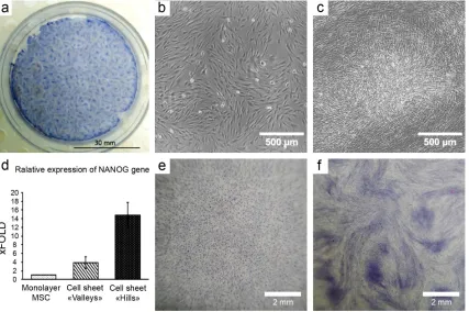Figure 3. Self-organization of MSC in vitro results in formation of 