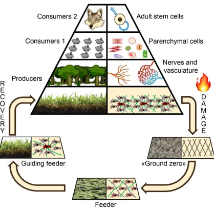 Figure 1. Tissue as an ecosystem in normal and regenerating states. The 