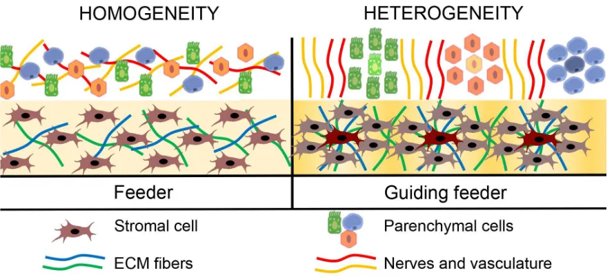 Figure 2. Heterogeneity of guiding feeder and complexity of the 