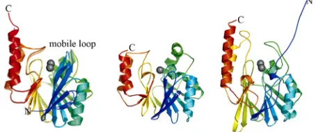 Figure 2. Representative MBL structures. Left: B1-type CcrA from B. fragilis; center: B2-type CphA from A