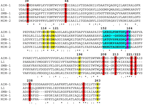 Figure 4. Multiple sequence alignment between known (AIM-1, L1 and SMB-1) and putative (MIM-1 and MIM-2) B3-type MBLs