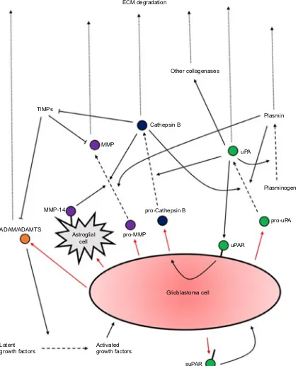 Figure 1 A summary of proteases secretion by GBM cells and their actions upon activation.Notes: Several positive feedback loops of activation exist