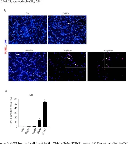Figure 2. 4-OP-induced cell death in the TM4 cells by TUNEL assay. (A) Detection of in situ DNA 