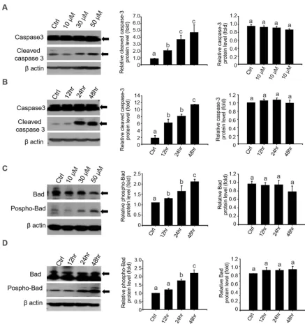 Figure 4. The expression of pro-apoptotic protein in 4-OP-exposed TM4 cells. 4-OP increased the 