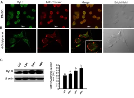 Figure 5. 4-OP induces cytochrome c release in TM4 cells in a time-dependent manner. (A) Effect of 