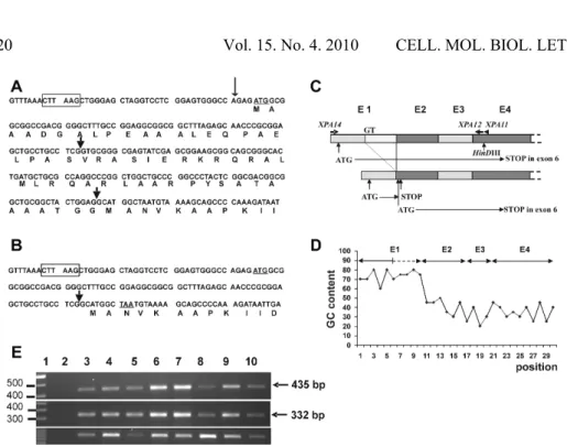 Fig. 2. The alternative splicing of XPA mRNA. A – The 5’ end sequence of the major XPA  cDNA form