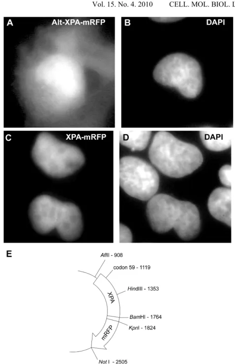 Fig. 3. The cellular localisation of mRFP-tagged XPA in U-2 OS cells. A – The  localisation of the tagged XPA coded by the alternative mRNA; the cell nucleus is stained  with DAPI (B)