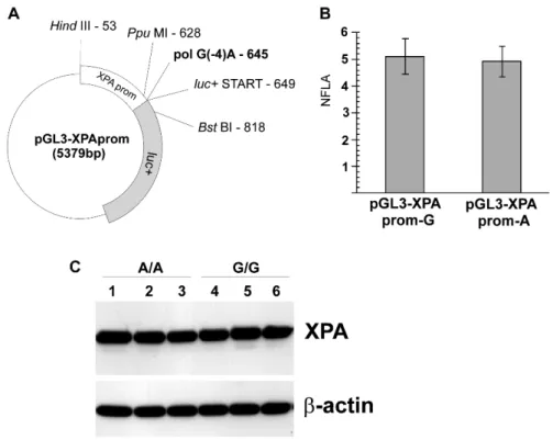 Fig. 1. The functional analysis of G23A polymorphism. A – The plasmid map showing the  XPA  promoter inserted upstream of the luc +  gene, the position of the polymorphic  nucleotide pol G(-4)A, and the restriction sites used for the cloning
