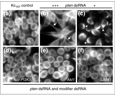 Figure 8A co-RNAi screen for modifiers of microtubule extensions (arrows). concentration of screen, KcPtenconditions, KcPten-dsRNA phenotype.Microtubules are visualized by �-tubulin immunostaining