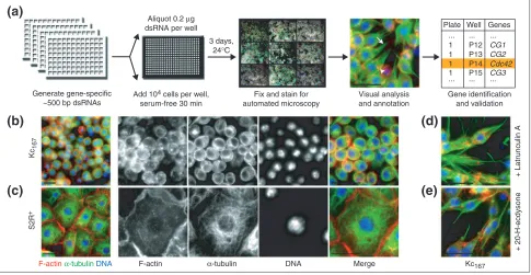 Figure 1High-throughput RNAi screens by cell imaging. (a) Cellular phenotypes were visualized 3 days after the addition of dsRNA