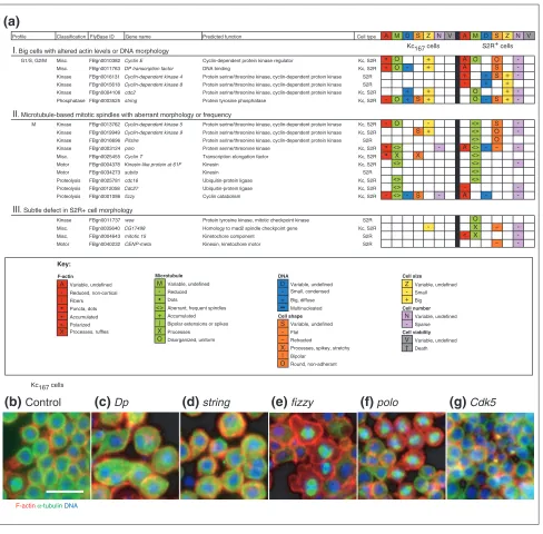 Figure 2A test of RNAi screen efficacy: identifying genes involved in cell-cycle progression