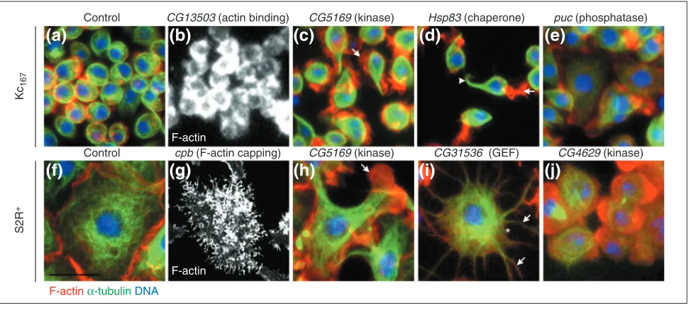 Figure 3RNAi screens identified a wide range of gene functions based on diverse morphological phenotypes