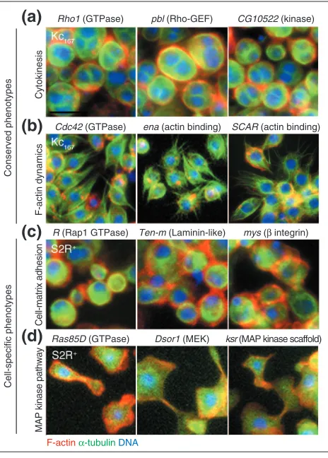 Figure 3i, and data not shown). Ena protein was effectively
