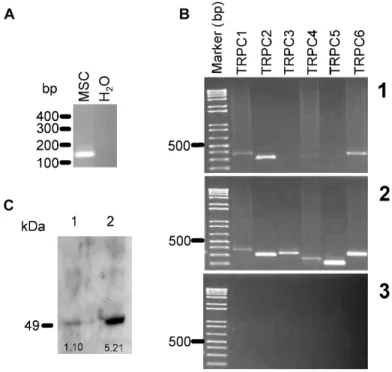 Fig. 1. The identification of OCT-4 and TRPC1, 2, 4 and 6 in rabbit bone marrow  mesenchymal stem cells (MSC)