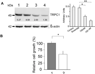 Fig. 3. The functional role of TRPC1 in rabbit bone marrow mesenchymal stem cells  (MSC)