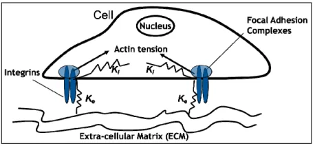 Figure 1. Schematic of two-spring model for rigidity sensing through cell-matrix contacts (figure adapted from [13,14])