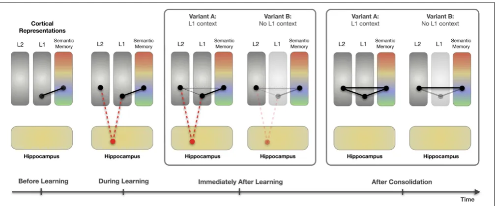 FIGURE 6 | Memory consolidation of novel color words learned vialexical association. Before learning, L1 color words and theircorresponding color concepts are linked via stable, long-establishedconnections