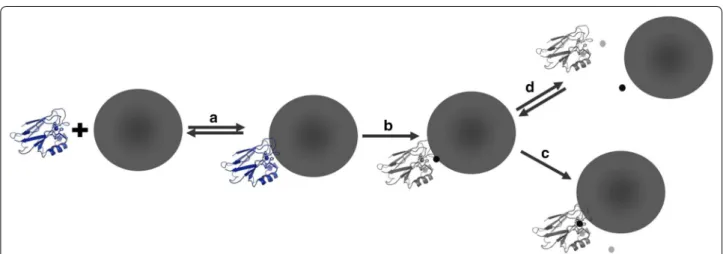 Fig. 3  Schematic for proposed Cu(II) azurin–Ag ENM reaction mechanism. a Cu(II) azurin (blue protein with Cu(II) shown as blue sphere in active 