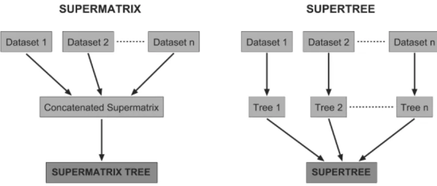 Fig. 2. Schematics of the supermatrix (left) and supertree (right) approaches. 