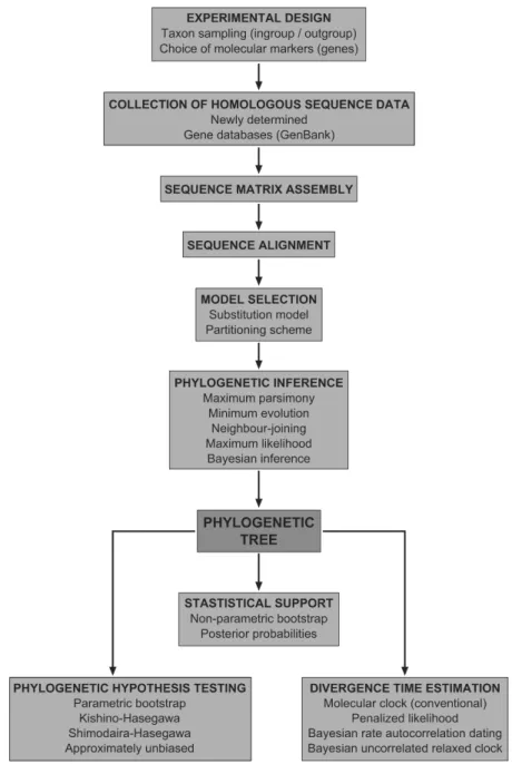 Fig. 1. A flowchart of the process of phylogenetic estimation. Some steps have been  omitted or condensed for simplicity