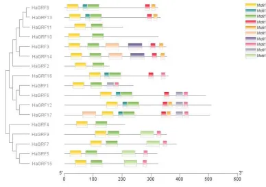 Figure 1 Structures of the 17 HaGRF genes. Structural analyses of the HaGRF genes were performed using the gene structure display server