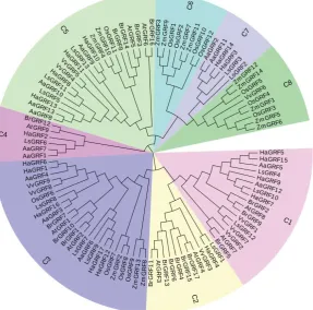 Figure 3 Phylogenetic tree of GRF proteins from sunflower(Ha), lettuce(Ls), sweet wormwood(Aa), arabidopsis(At), chinese cabbage(Br), rice(Os), maize(Zm) and grape(Vv) were constructed using the neighbor-jointing method with 1000 bootstrap replications