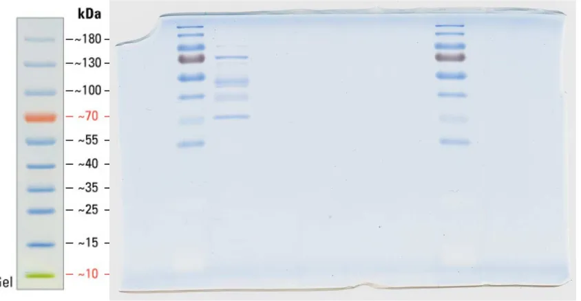 Figure S-2 SDS-PAGE electropherograms of glycated bovine serum albumin (BSA), before 