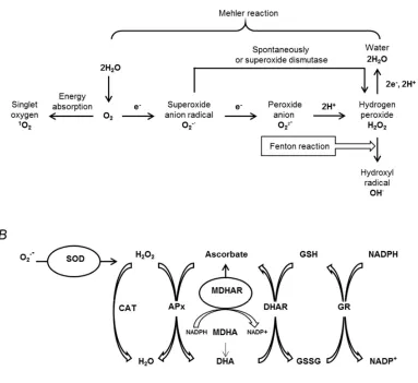 Figure 3. The main pathways of reactive oxygen species (ROS) generation in plants (A) and the major pathways of plant enzymatic antioxidant defense (B)